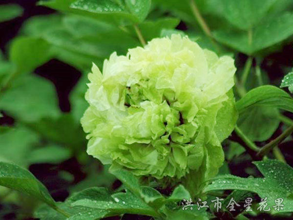 绿牡丹