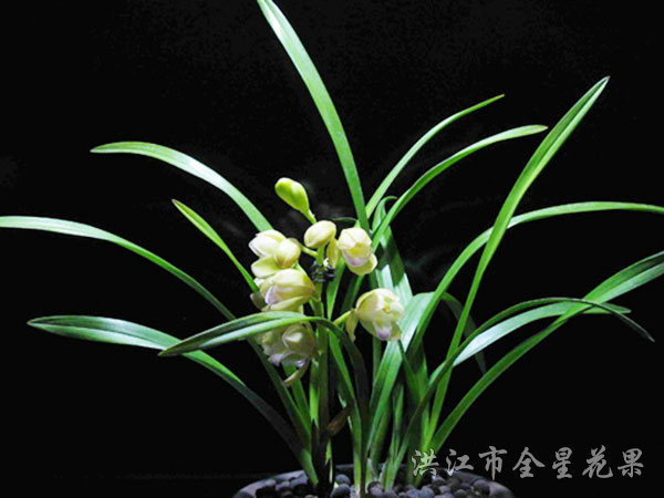 兰花
