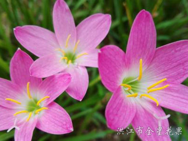 兰花