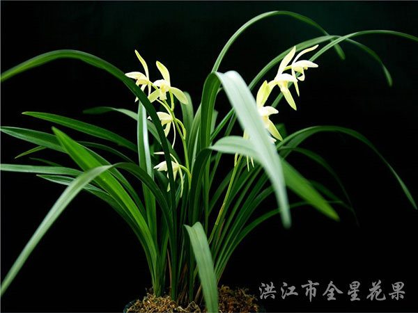 君子兰花