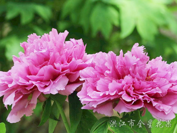 牡丹花侧影
