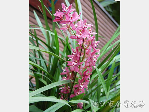 串串兰花