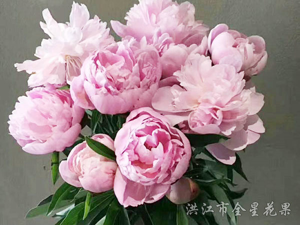 粉黛佳人富贵花
