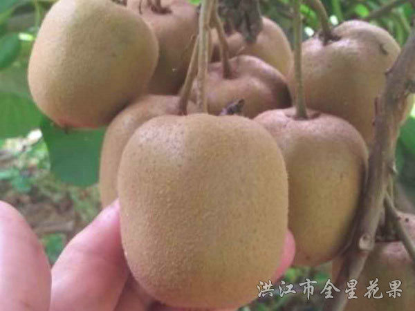 钦猕三号