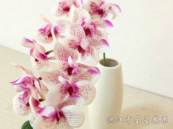 蝴蝶兰
