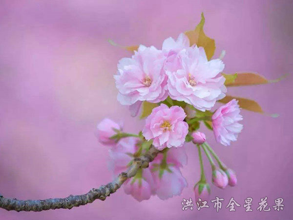甜甜的樱花