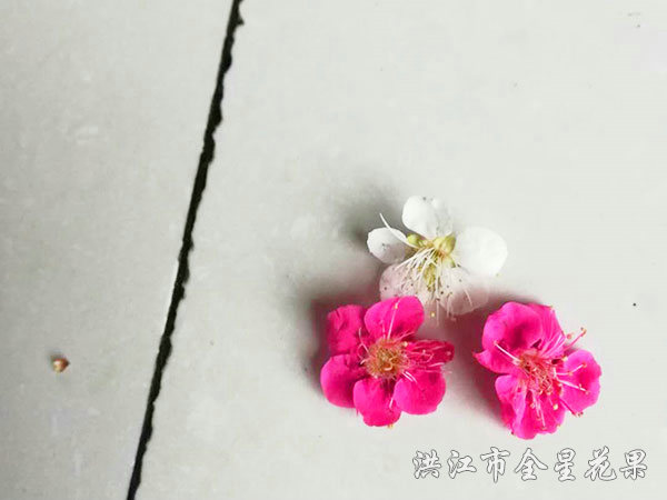 五瓣与六瓣