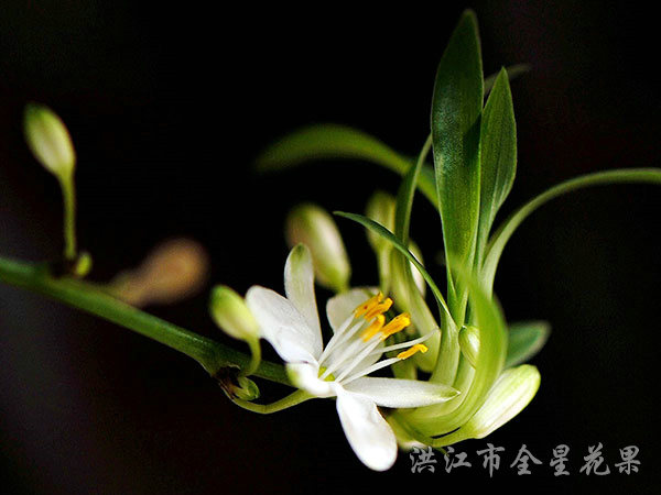 高冷兰花