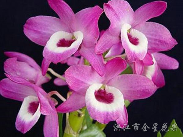 粉兰花
