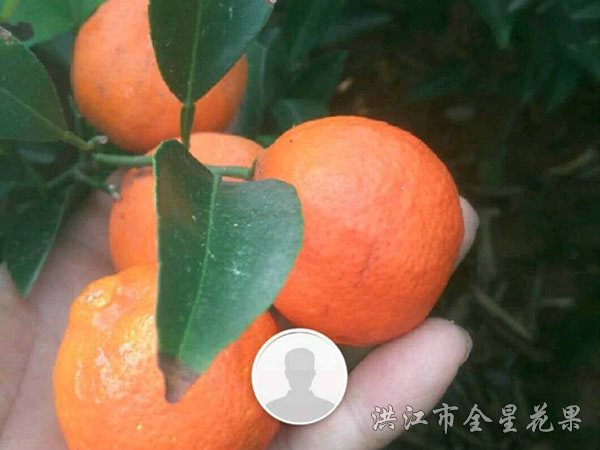 钦橘一号
