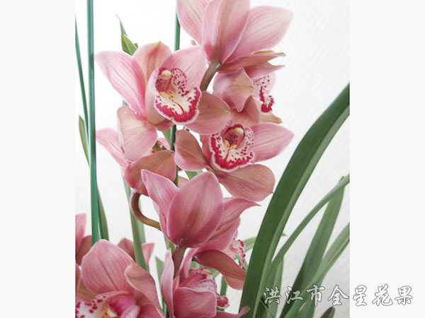 兰花插花