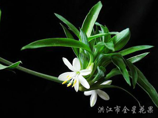 蕙质兰花