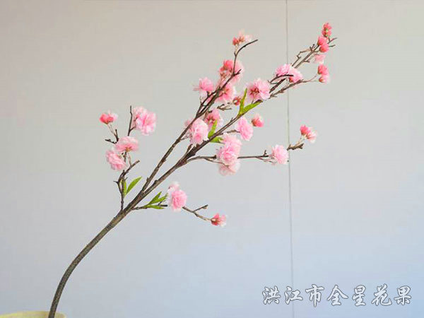 樱花粉