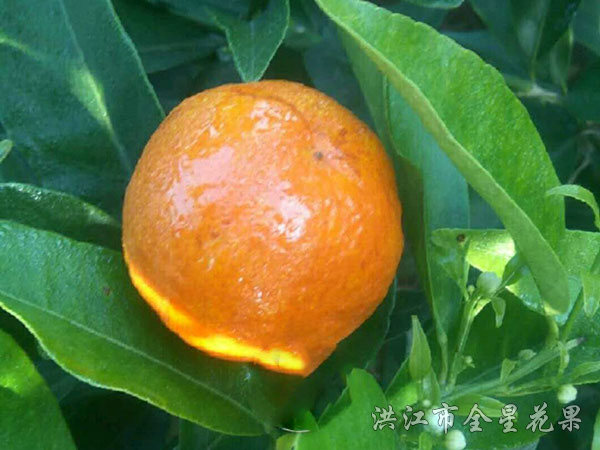 钦橘一号