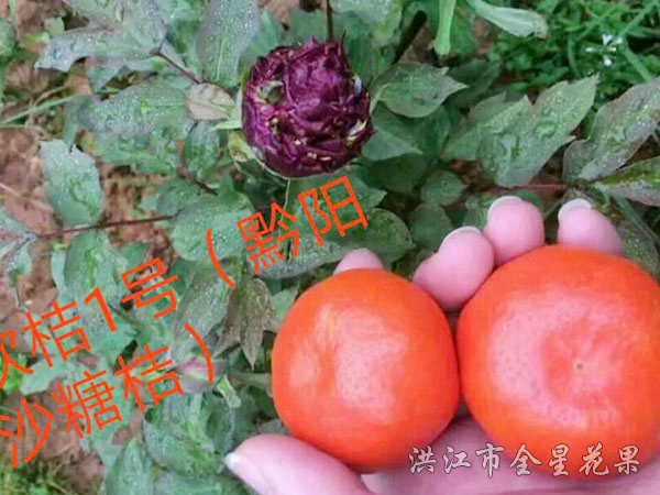 钦橘1号