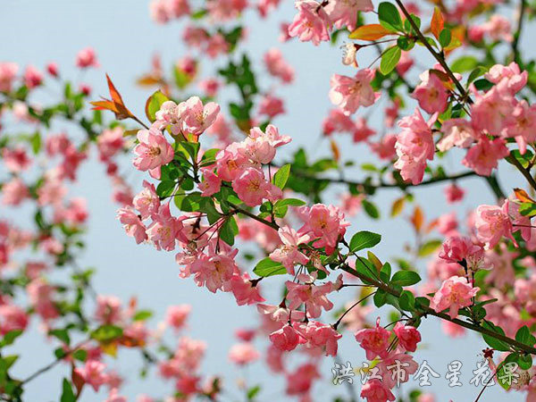 海棠花开依旧