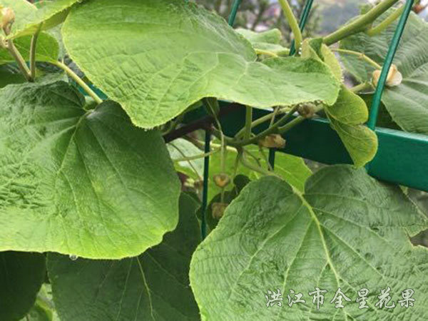 红心猕猴桃苗