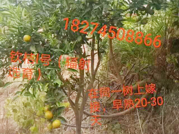 一颗神奇的橘子树