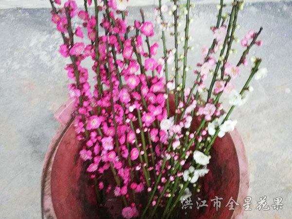 梅花才下枝头