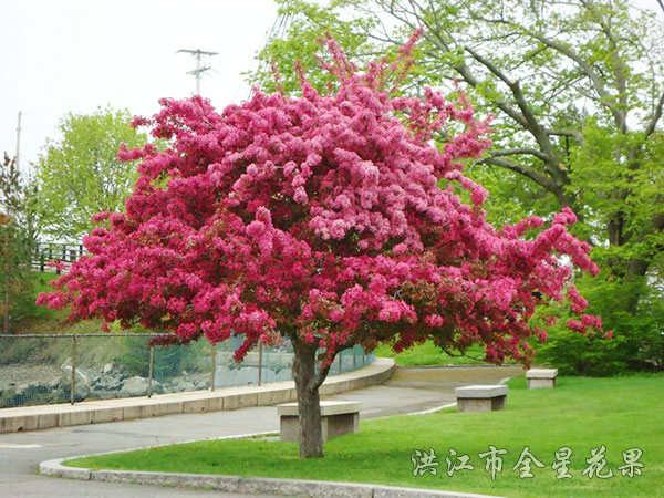路边的海棠花