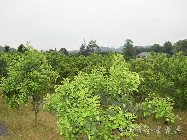 钦橘