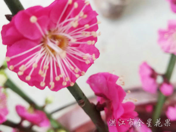 绽放的梅花