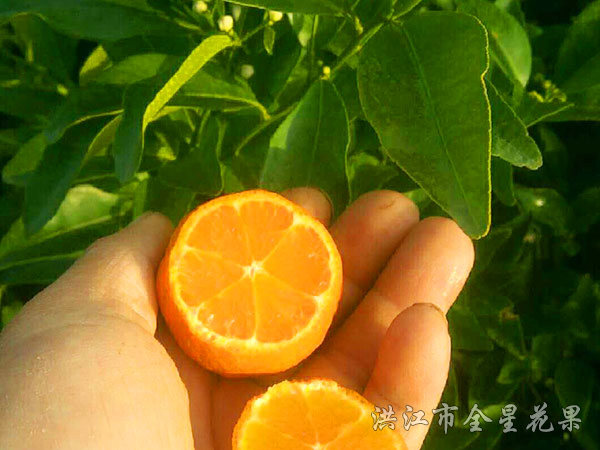 钦橘一号
