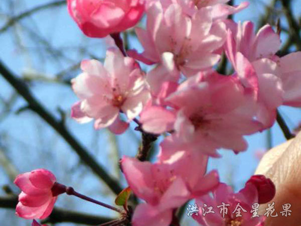 却道海棠依旧