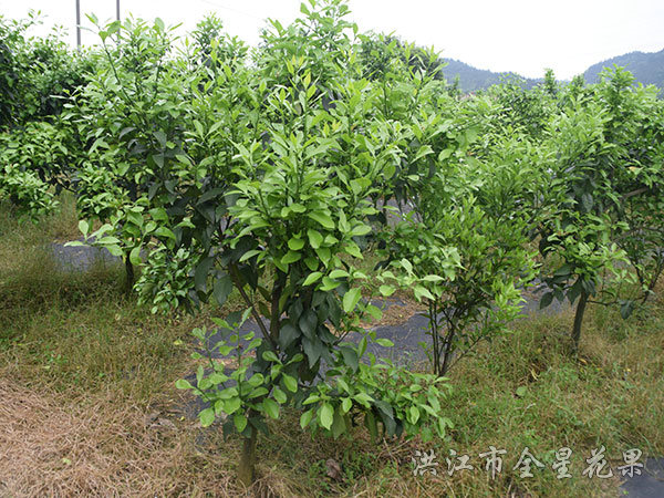 红美人优系基地