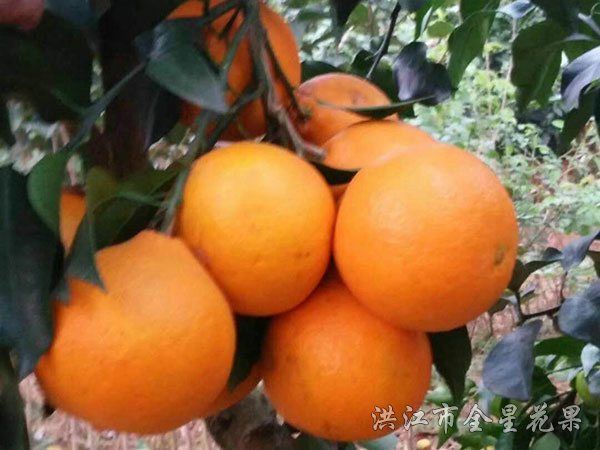 红美人优系017对比图