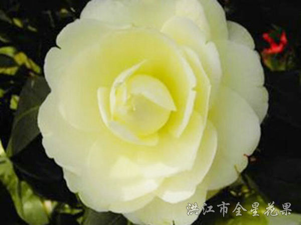 黄茶花