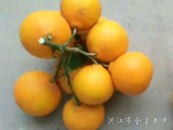 红美人优系017