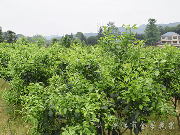 钦橘子基地