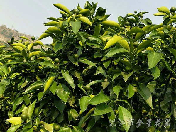 红美人优系017