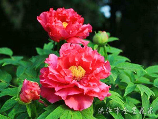 红牡丹
