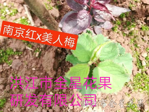 01南京红美人梅