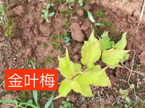 02金叶梅