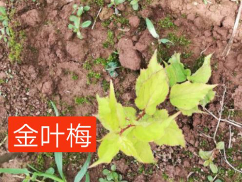 金叶梅