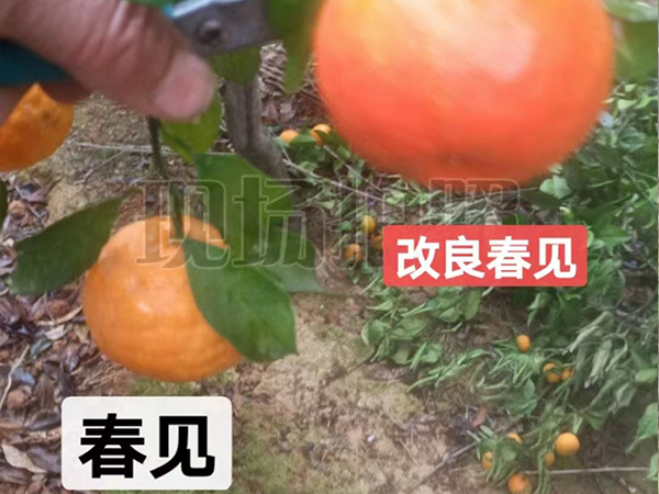 改良春见