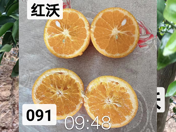 红沃