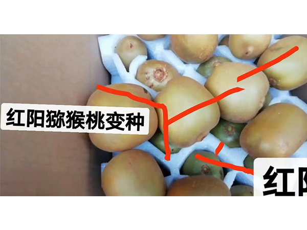 红阳猕猴桃