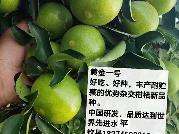 黄金一号