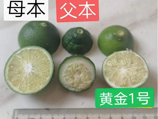 黄金一号
