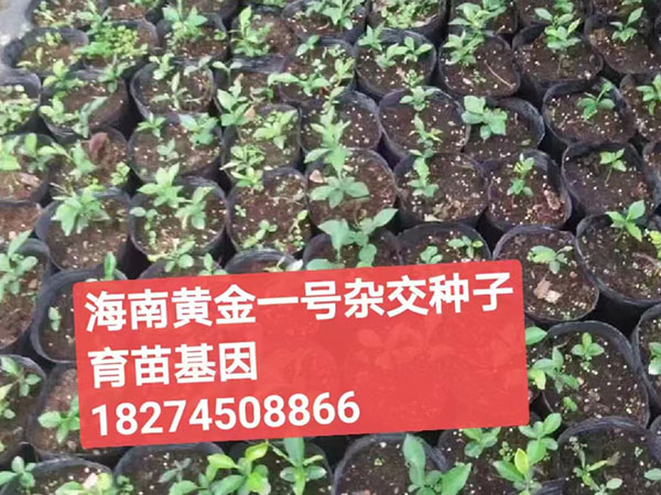 黄金一号