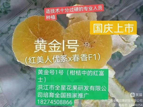 黄金一号