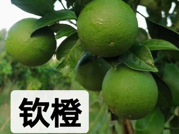 钦橙