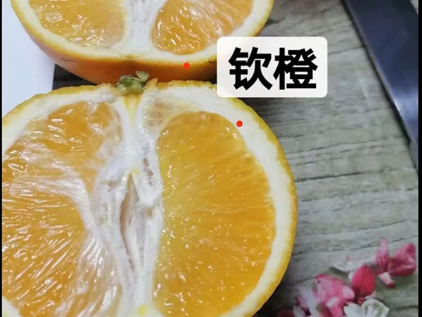 钦橙