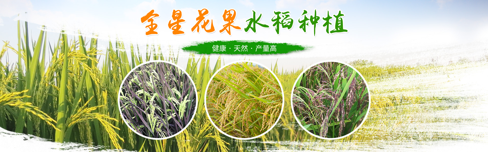 洪江花卉种植_洪江市全星花果研发有限公司