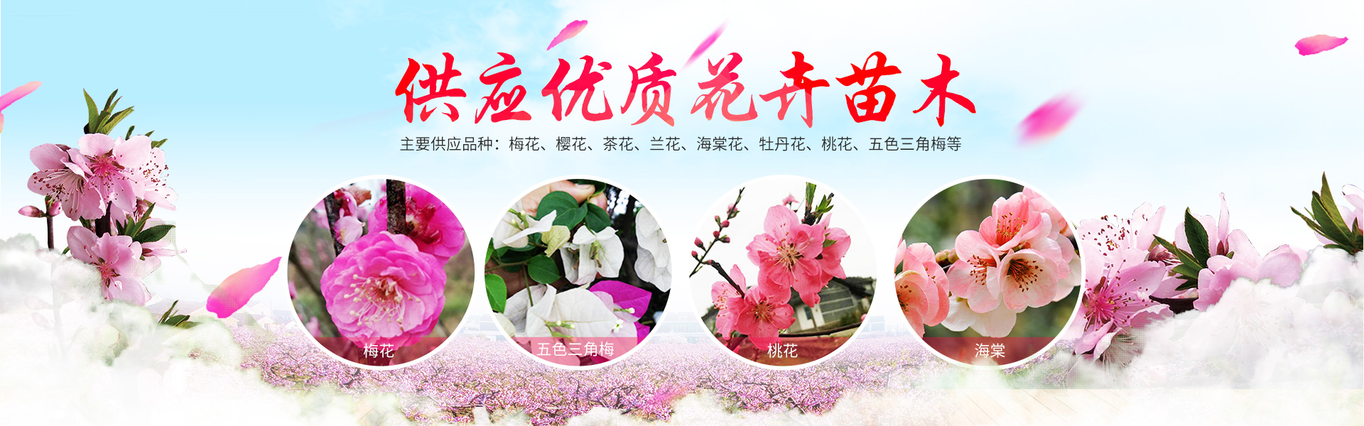 洪江花卉种植_洪江市全星花果研发有限公司
