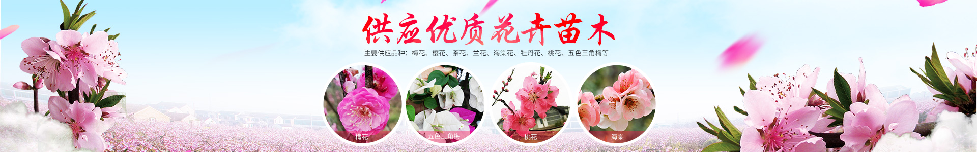 洪江花卉种植_洪江市全星花果研发有限公司